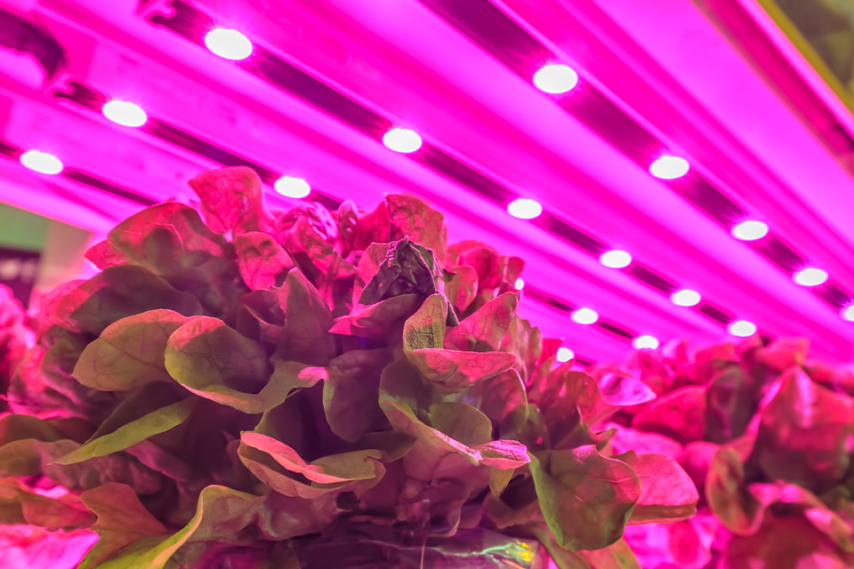 lettuce-growing-under-efficient-grow-light